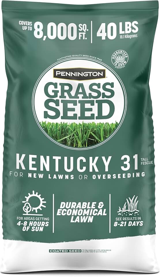 Pennington Kentucky 31 Fescue